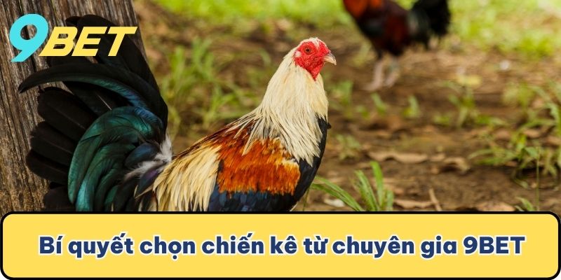 Bí quyết chọn chiến kê từ chuyên gia 9BET