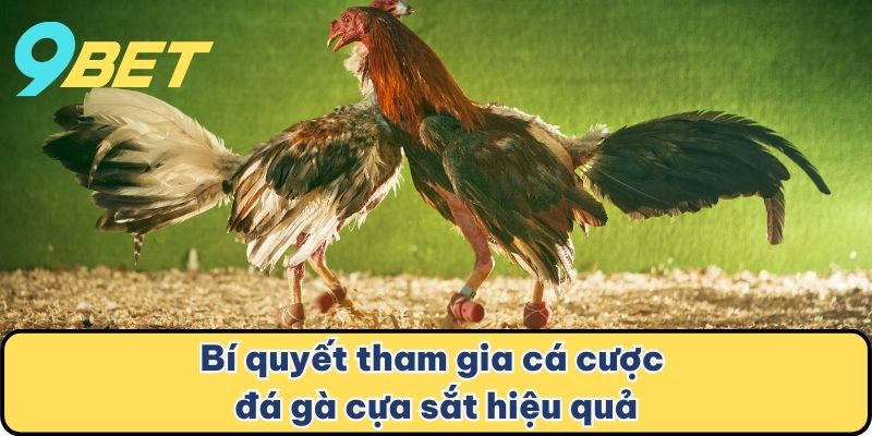 Bí quyết tham gia cá cược đá gà cựa sắt hiệu quả