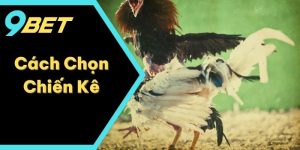 Cách Chọn Chiến Kê Cùng Bí Quyết Đặt Cược Chia Sẻ Từ 9BET