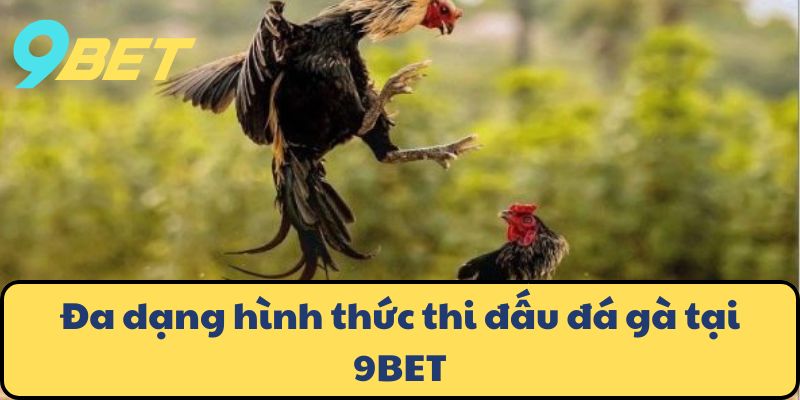 Đa dạng hình thức thi đấu đá gà tại 9BET
