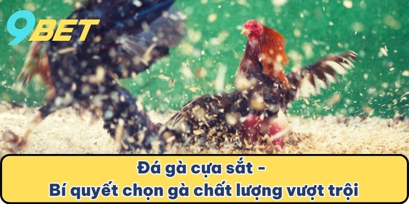 Đá gà cựa sắt - Bí quyết chọn gà chất lượng vượt trội