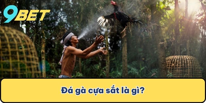 Đá gà cựa sắt là gì?