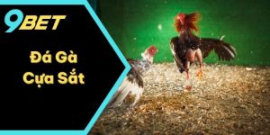 Đá Gà Cựa Sắt Là Gì? Thông Tin Cần Biết Khi Thử Sức Cược Gà