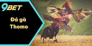 Theo Dõi Đá Gà Thomo Trực Tuyến & Lôi Cuốn Ngay Tại 9BET