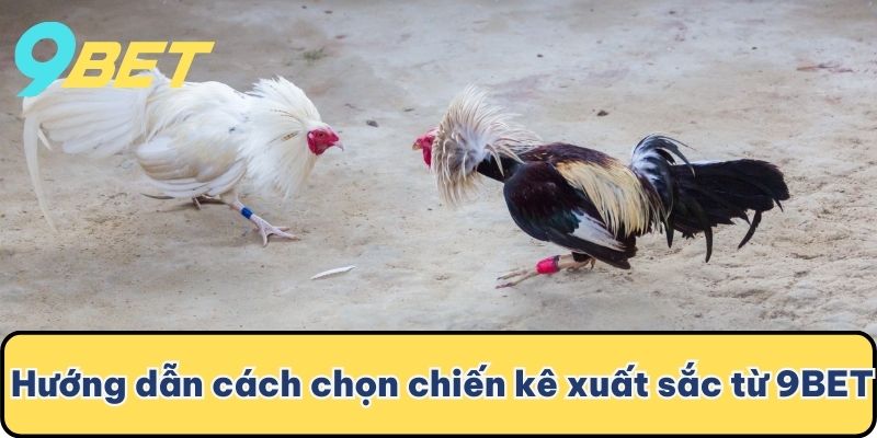 Hướng dẫn cách chọn chiến kê xuất sắc từ 9BET