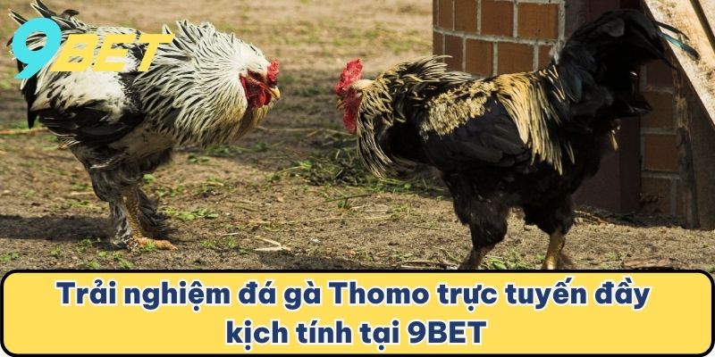 Trải nghiệm đá gà Thomo trực tuyến đầy kịch tính tại 9BET