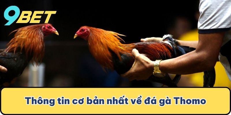 Thông tin cơ bản nhất về đá gà Thomo