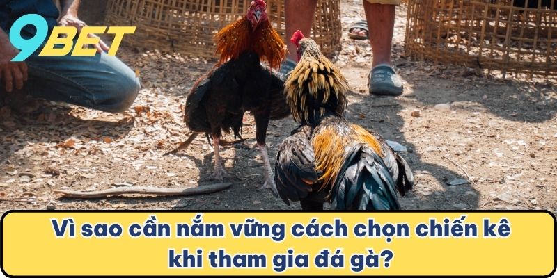 Vì sao cần nắm vững cách chọn chiến kê khi tham gia đá gà?