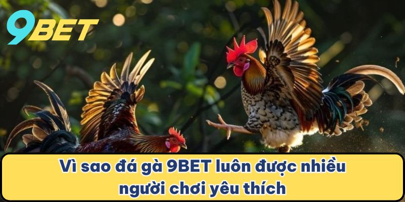 Vì sao đá gà 9BET luôn được nhiều người chơi yêu thích