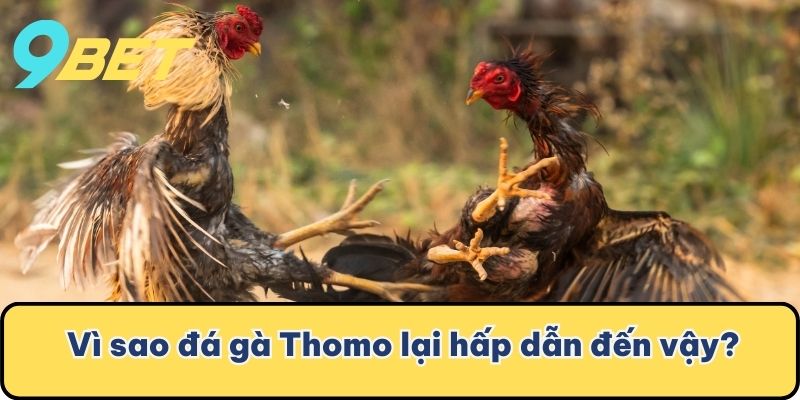 Vì sao đá gà Thomo lại hấp dẫn đến vậy?