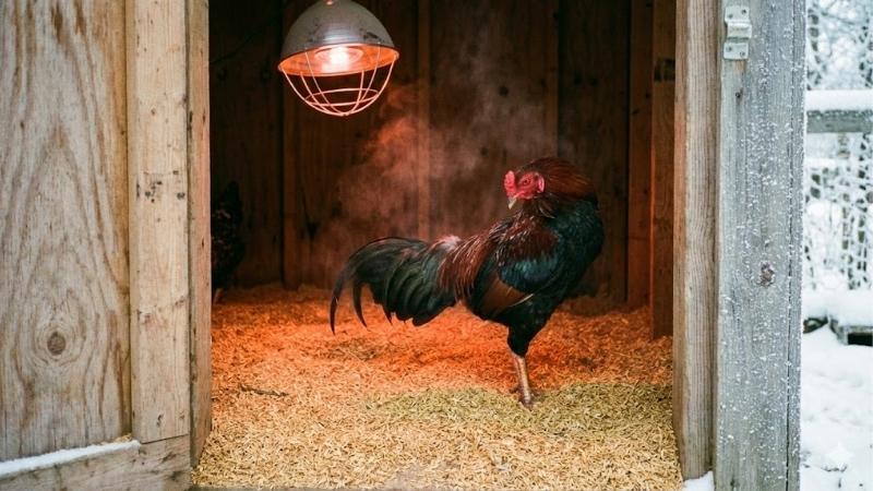 Bí quyết chăm sóc gà mùa đông bất bại cho mọi sư kê 3 cham-soc-ga-mua-dong